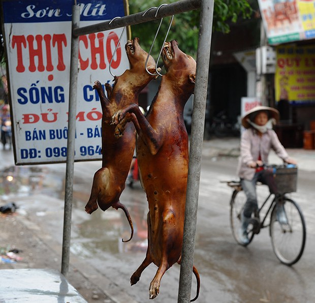Chủ quán cầy tơ xé bảng hiệu, kể chi tiết ám ảnh đến mức phải bỏ nghề sau 6 năm bán thịt chó - Ảnh 1.