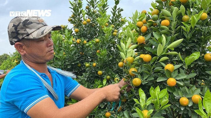 Kiếm tiền triệu mỗi ngày nhờ ngón nghề tạo dáng quất cảnh đón Tết - Ảnh 4. Kiếm tiền triệu mỗi ngày nhờ ngón nghề tạo dáng quất cảnh đón Tết - Ảnh 4.