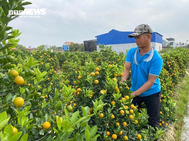 Kiếm tiền triệu mỗi ngày nhờ ngón nghề tạo dáng quất cảnh đón Tết - Ảnh 5. Kiếm tiền triệu mỗi ngày nhờ ngón nghề tạo dáng quất cảnh đón Tết - Ảnh 5.