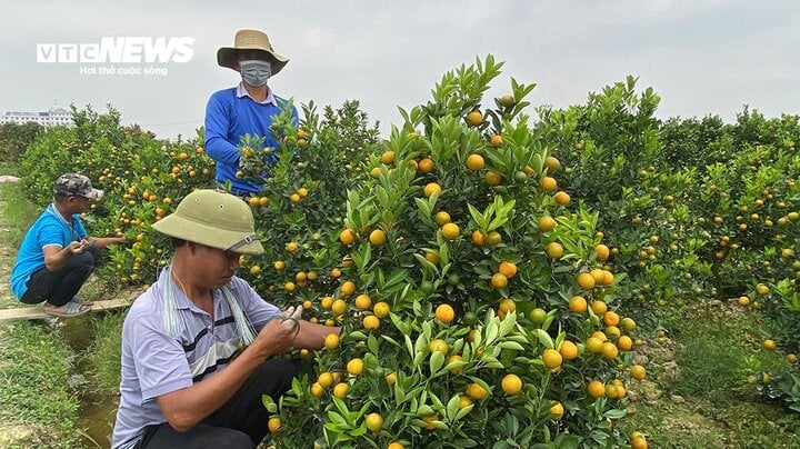 Kiếm tiền triệu mỗi ngày nhờ ngón nghề tạo dáng quất cảnh đón Tết - Ảnh 2. Kiếm tiền triệu mỗi ngày nhờ ngón nghề tạo dáng quất cảnh đón Tết - Ảnh 2.