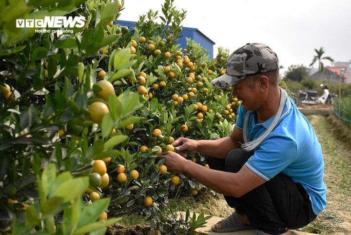 Kiếm tiền triệu mỗi ngày nhờ ngón nghề tạo dáng quất cảnh đón Tết - Ảnh 3. Kiếm tiền triệu mỗi ngày nhờ ngón nghề tạo dáng quất cảnh đón Tết - Ảnh 3.