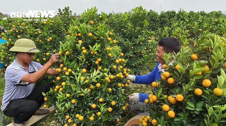 Kiếm tiền triệu mỗi ngày nhờ ngón nghề tạo dáng quất cảnh đón Tết - Ảnh 6. Kiếm tiền triệu mỗi ngày nhờ ngón nghề tạo dáng quất cảnh đón Tết - Ảnh 6.