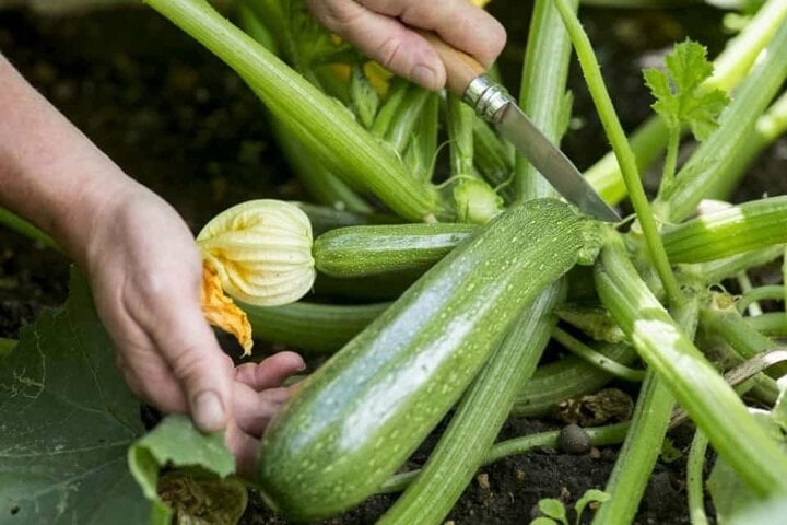 Lợi ích bất ngờ của bí ngòi đối với sức khỏe - Ảnh 1. Lợi ích bất ngờ của bí ngòi đối với sức khỏe - Ảnh 1.