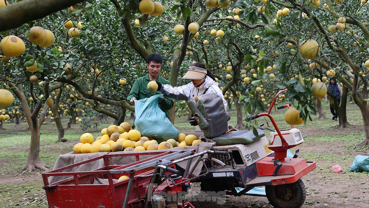 Tất bật thu hoạch giống bưởi đặc sản Thủ đô phục vụ Tết Nguyên đán - Ảnh 1.