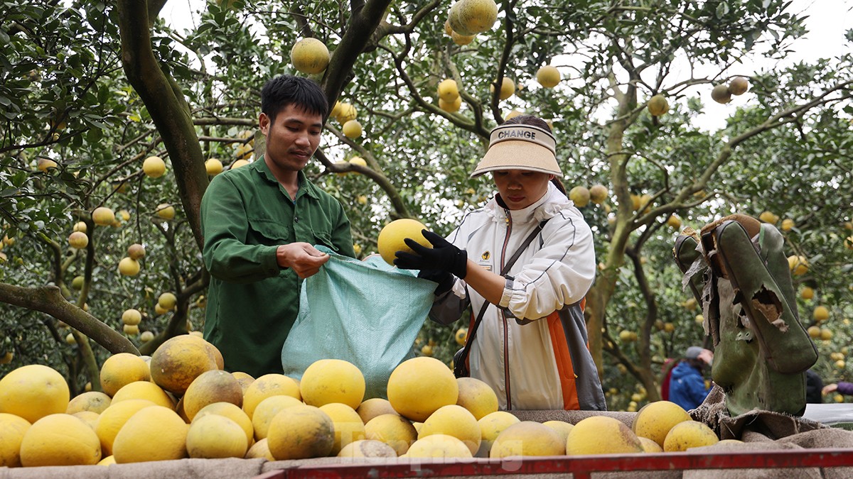 Tất bật thu hoạch giống bưởi đặc sản Thủ đô phục vụ Tết Nguyên đán - Ảnh 2.