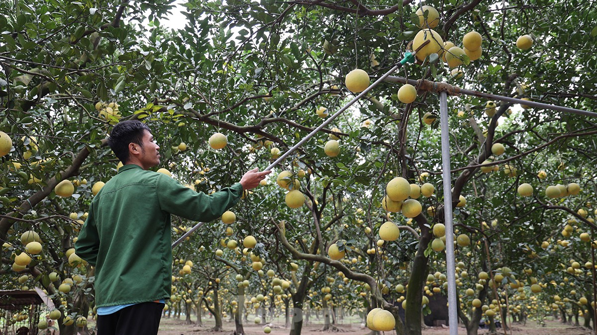 Tất bật thu hoạch giống bưởi đặc sản Thủ đô phục vụ Tết Nguyên đán - Ảnh 7.