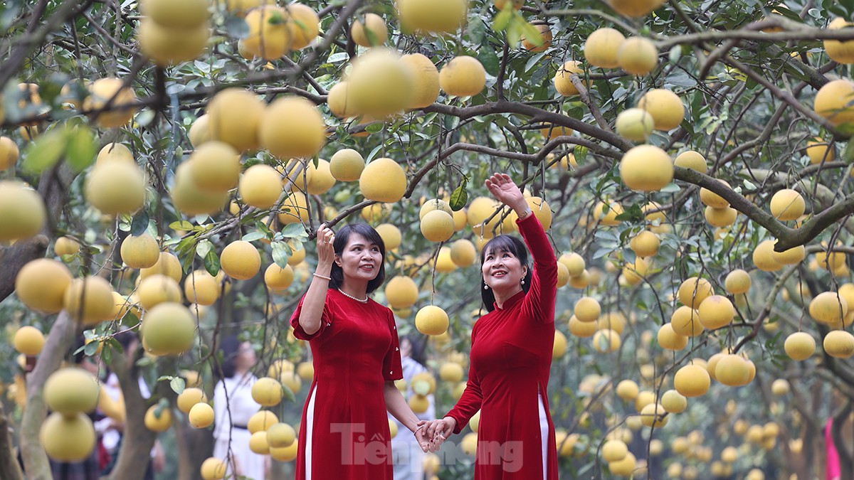 Tất bật thu hoạch giống bưởi đặc sản Thủ đô phục vụ Tết Nguyên đán - Ảnh 11.