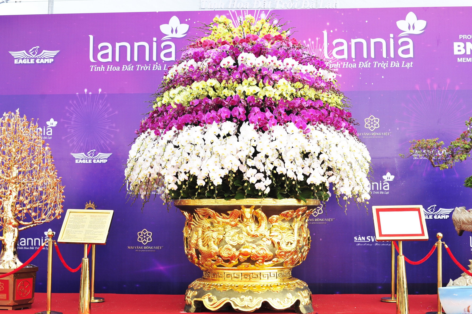 “Chậu hoa lan Cửu Long Tranh Châu”, Tượng chưng cho vẻ đẹp, sự tinh tế, quyền lực, công danh và uy quyền. Hoa lan Hồ Điệp được biết đến là bông hoa tinh tế và duyên dáng, tượng chưng cho tình yêu, sự sang trọng và theo đuổi sự hoàn hảo.Chậu hoa được kết bởi 2686 bông hoa, nặng hơn 2 tấn, cao 5 mét. Riêng phần chậu cao 1,5 mét và đường kính 1,5 mét.Giá giao dịch 3,6 tỷ đồng. “Chậu hoa lan Cửu Long Tranh Châu”, Tượng chưng cho vẻ đẹp, sự tinh tế, quyền lực, công danh và uy quyền. Hoa lan Hồ Điệp được biết đến là bông hoa tinh tế và duyên dáng, tượng chưng cho tình yêu, sự sang trọng và theo đuổi sự hoàn hảo.Chậu hoa được kết bởi 2686 bông hoa, nặng hơn 2 tấn, cao 5 mét. Riêng phần chậu cao 1,5 mét và đường kính 1,5 mét.Giá giao dịch 3,6 tỷ đồng.