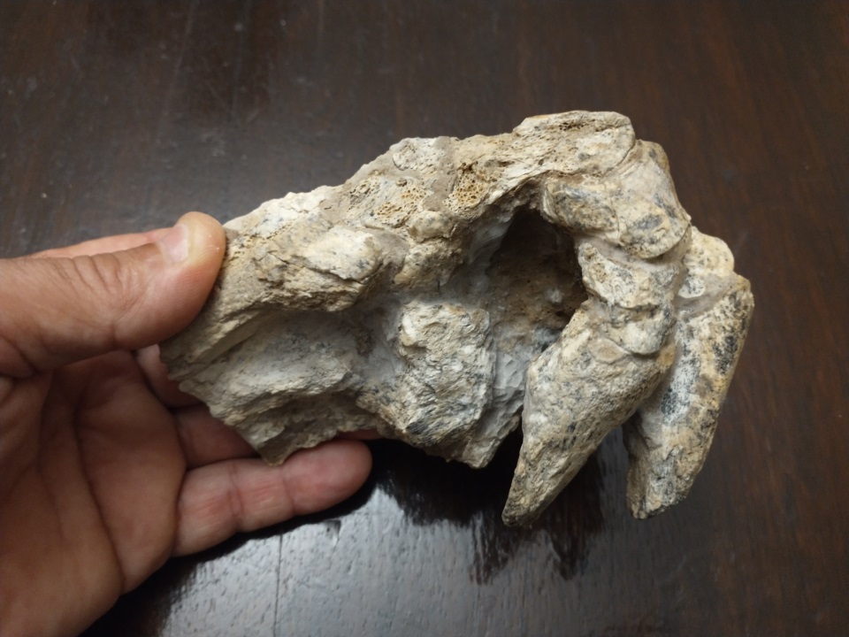 Phát hiện hóa thạch tê tê khủng long nặng 200 kg ở Argentina - Ảnh 1.