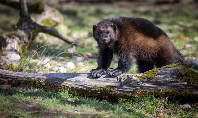 Chồn sói wolverine tại Nội Mông: Loài vật siêu hung dữ, có khả năng săn con mồi có kích thước lớn gấp sáu lần kích thước của chính nó! - Ảnh 5.