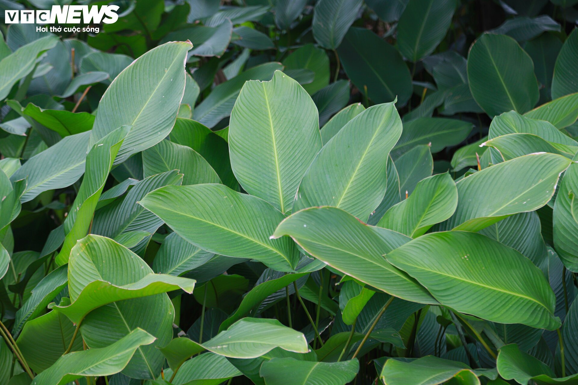 Tất bật thu hoạch lá dong, mong hốt bạc dịp Tết Nguyên đán - Ảnh 2.