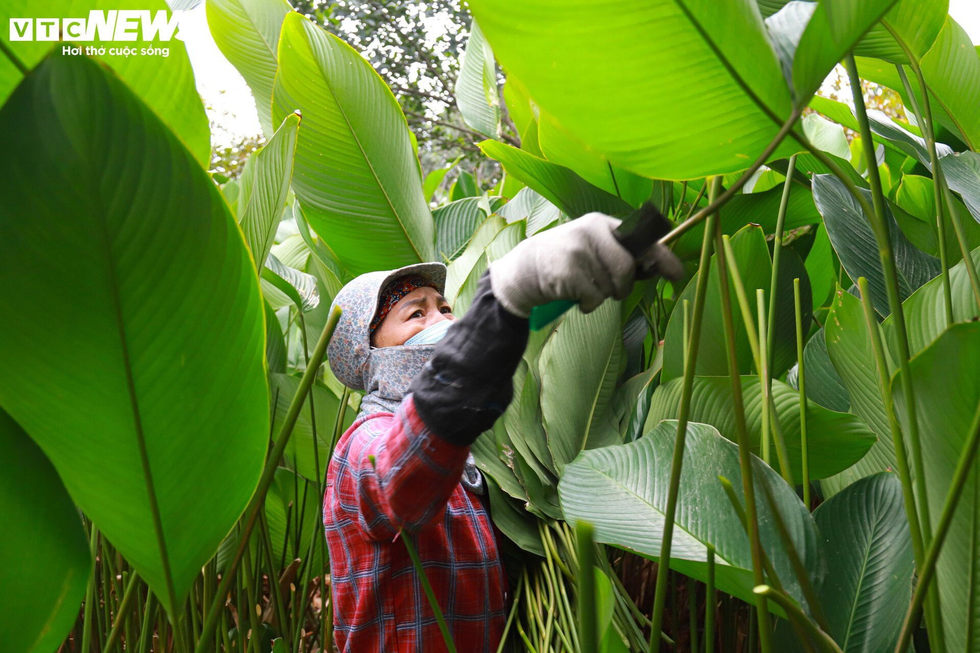 Tất bật thu hoạch lá dong, mong hốt bạc dịp Tết Nguyên đán - Ảnh 5.