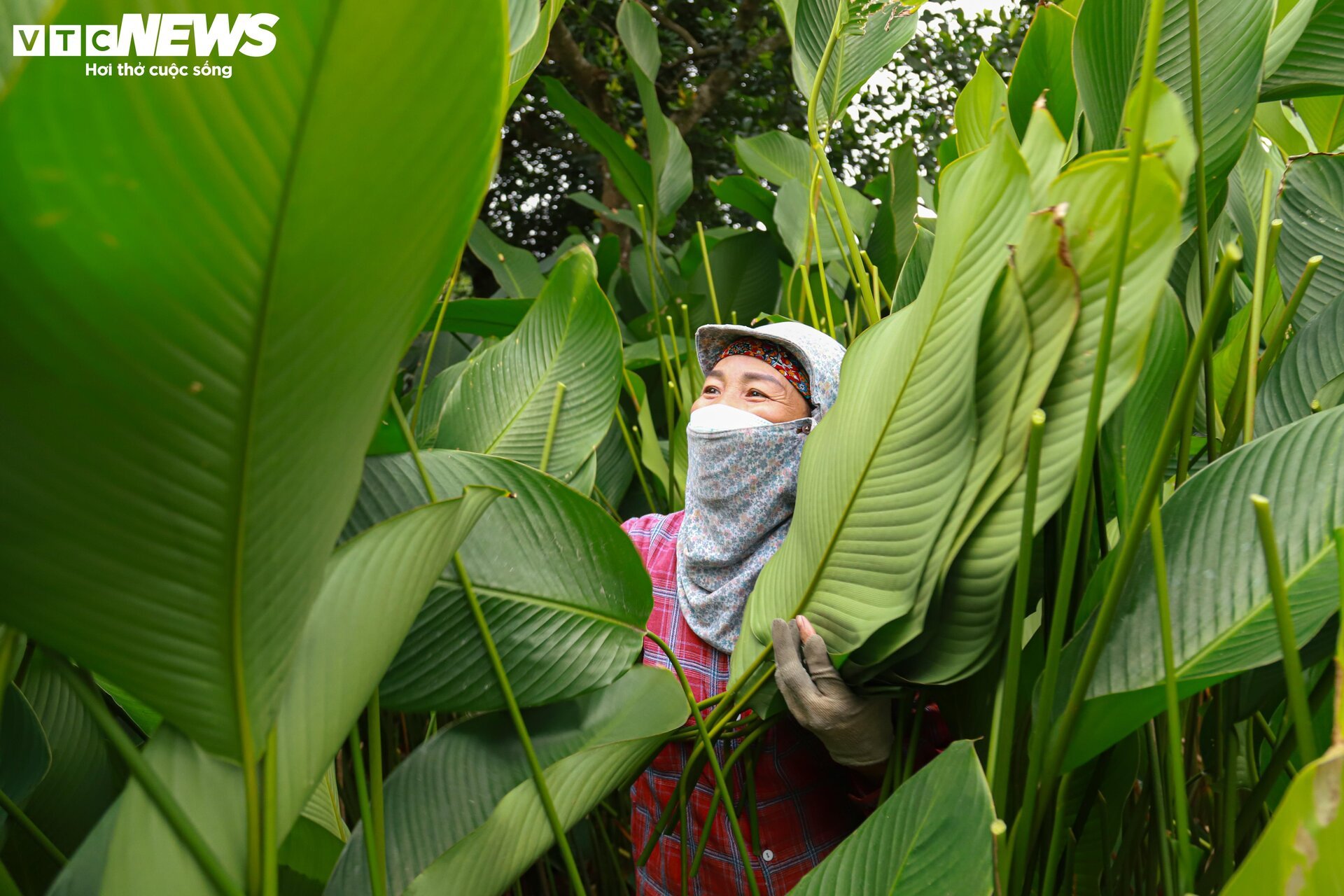 Tất bật thu hoạch lá dong, mong hốt bạc dịp Tết Nguyên đán - Ảnh 3.