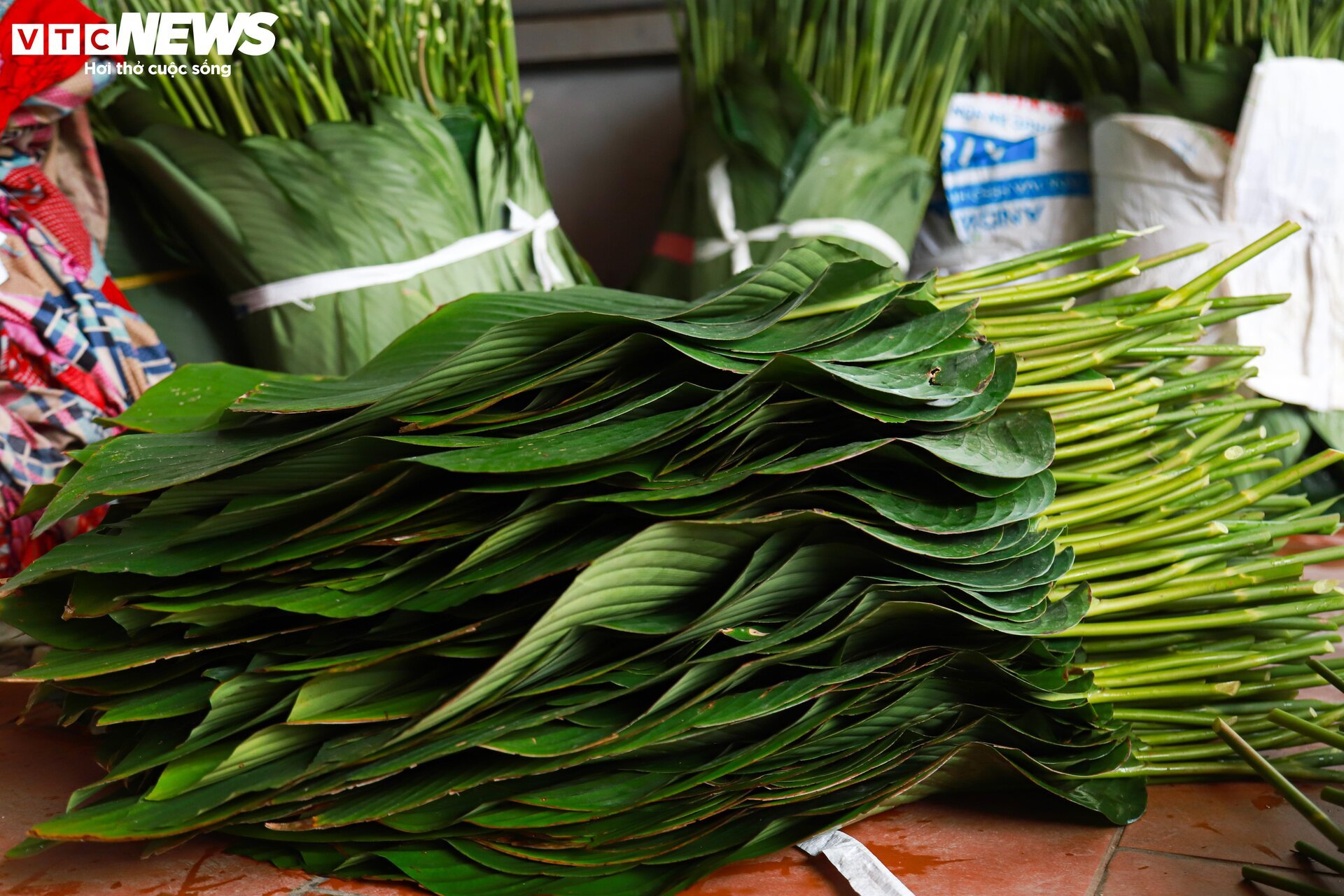 Tất bật thu hoạch lá dong, mong hốt bạc dịp Tết Nguyên đán - Ảnh 12.