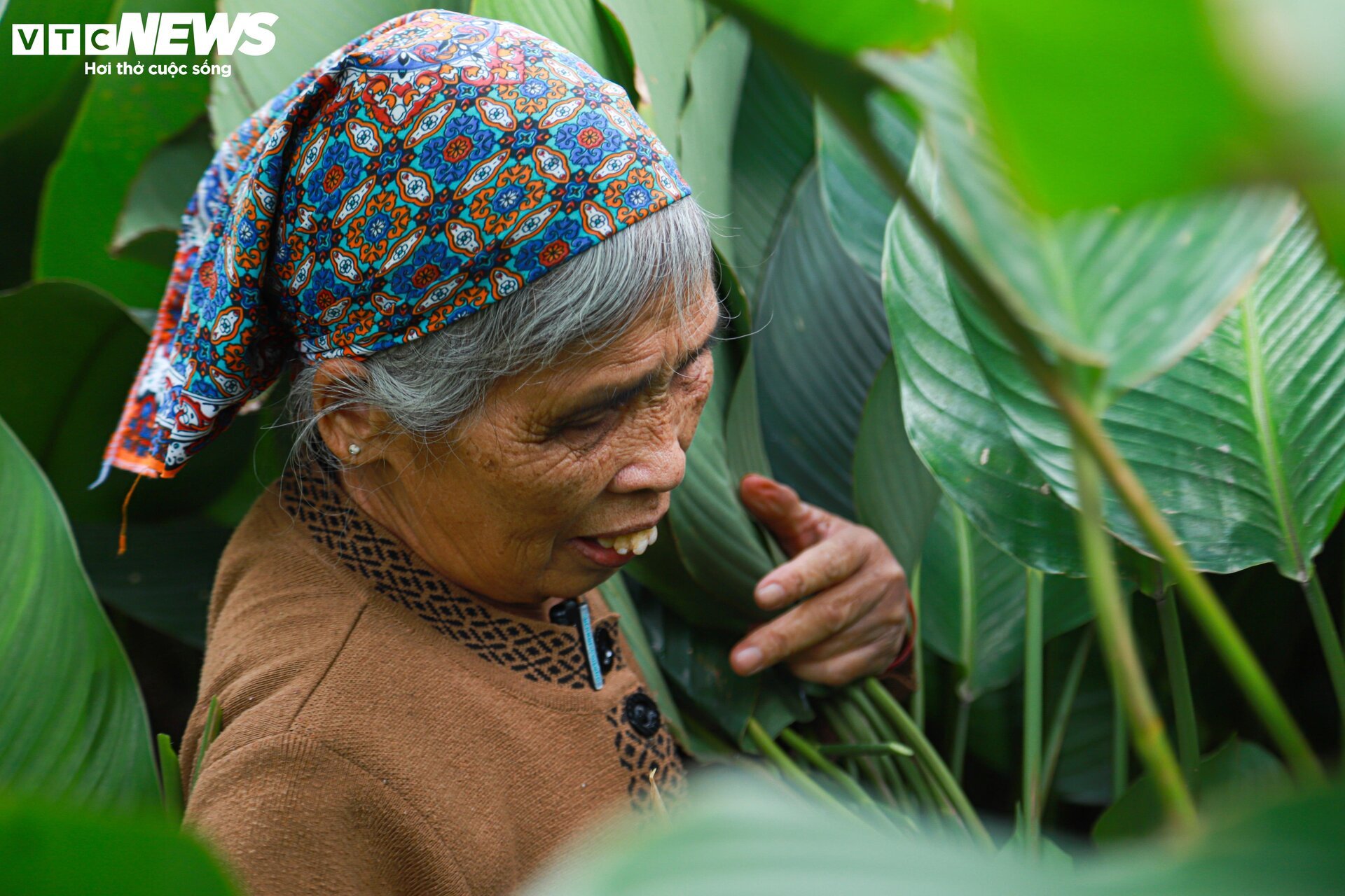 Tất bật thu hoạch lá dong, mong hốt bạc dịp Tết Nguyên đán - Ảnh 4.