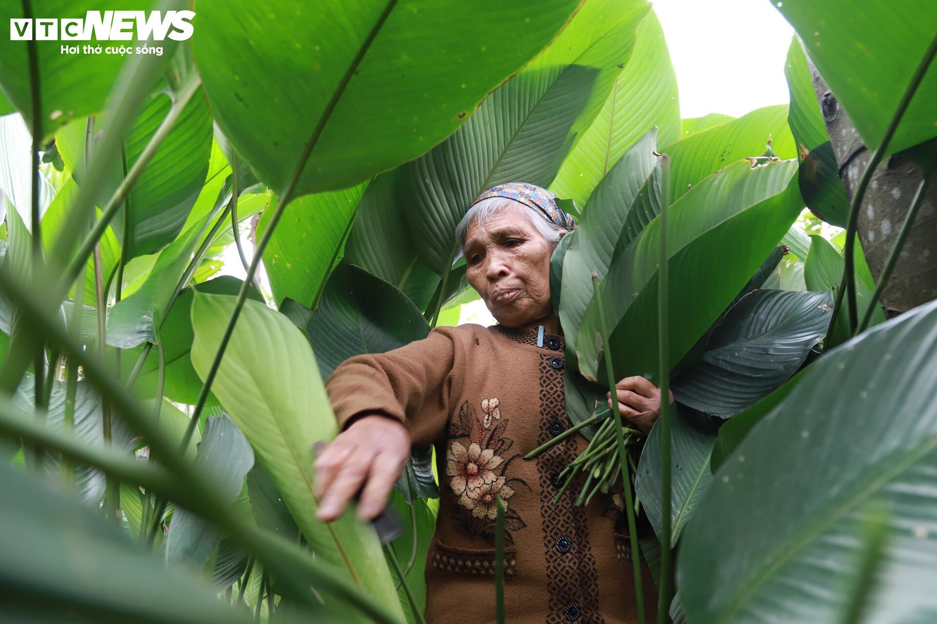 Tất bật thu hoạch lá dong, mong hốt bạc dịp Tết Nguyên đán - Ảnh 6.