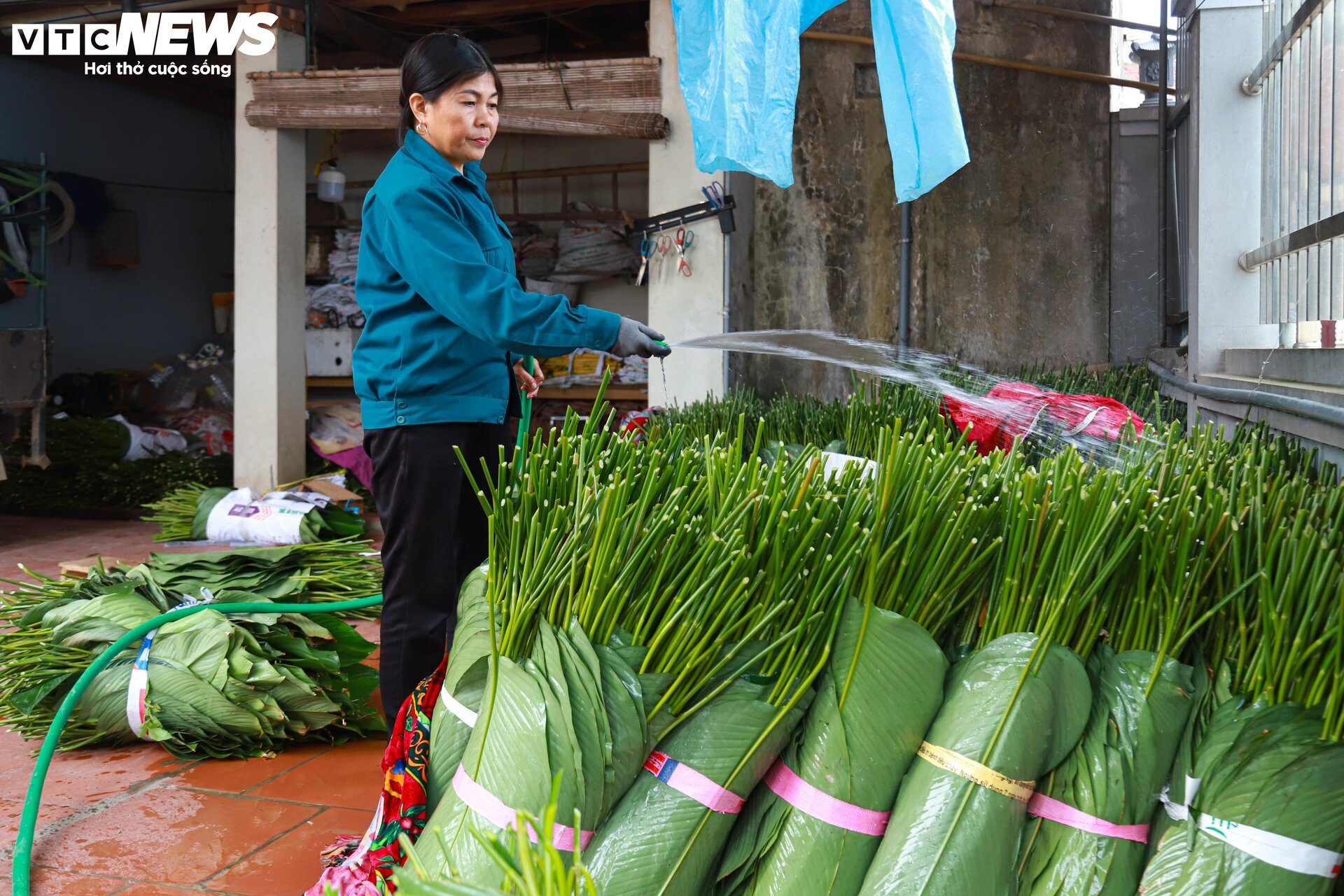 Tất bật thu hoạch lá dong, mong hốt bạc dịp Tết Nguyên đán - Ảnh 10.