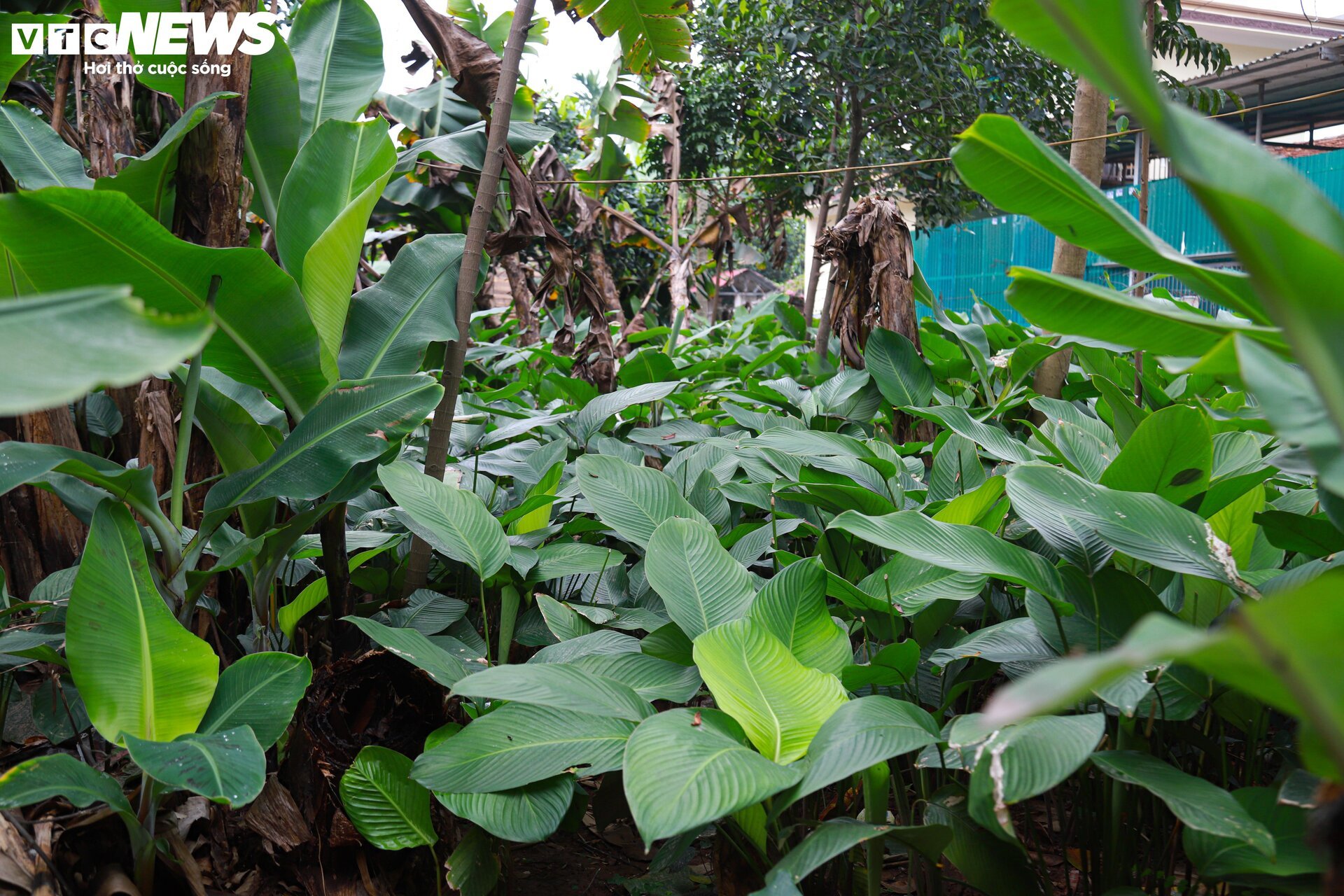 Tất bật thu hoạch lá dong, mong hốt bạc dịp Tết Nguyên đán - Ảnh 15.