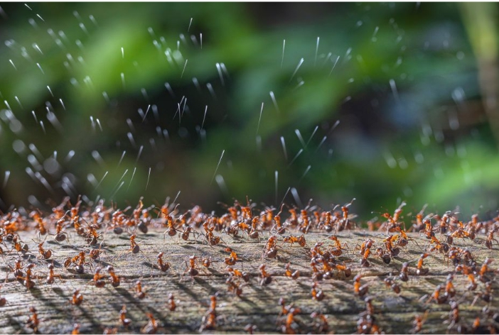 Nhìn lại những bức ảnh thiên nhiên đẹp choáng ngợp đã đoạt giải trong 2023 - Ảnh 1.