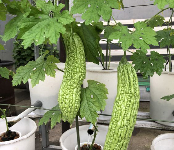 Loại quả vị đắng nhưng chăm ăn sẽ nhận toàn “trái ngọt” cho sức khỏe, vóc dáng- Ảnh 1. Loại quả vị đắng nhưng chăm ăn sẽ nhận toàn “trái ngọt” cho sức khỏe, vóc dáng- Ảnh 1.