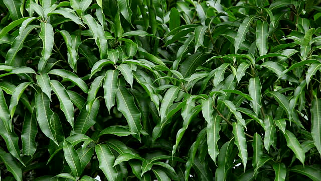Lá một loại quả ngọt pha nước là “thuốc” bổ dạ dày, kiểm soát đường huyết tốt: Sẵn ở chợ Việt nhưng ít ai tận dụng - Ảnh 2. Lá một loại quả ngọt pha nước là “thuốc” bổ dạ dày, kiểm soát đường huyết tốt: Sẵn ở chợ Việt nhưng ít ai tận dụng - Ảnh 2.