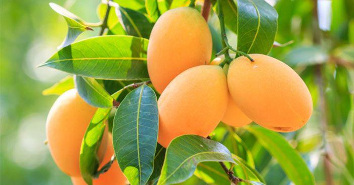 Lá một loại quả ngọt pha nước là “thuốc” bổ dạ dày, kiểm soát đường huyết tốt: Sẵn ở chợ Việt nhưng ít ai tận dụng - Ảnh 1. Lá một loại quả ngọt pha nước là “thuốc” bổ dạ dày, kiểm soát đường huyết tốt: Sẵn ở chợ Việt nhưng ít ai tận dụng - Ảnh 1.