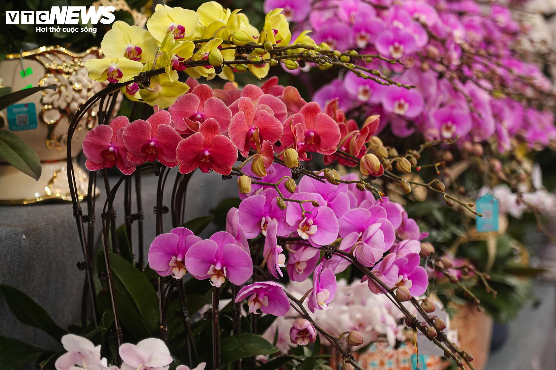 Lan hồ điệp đủ loại khoe sắc, người Hà Nội xuống tiền triệu mua hoa - Ảnh 2.