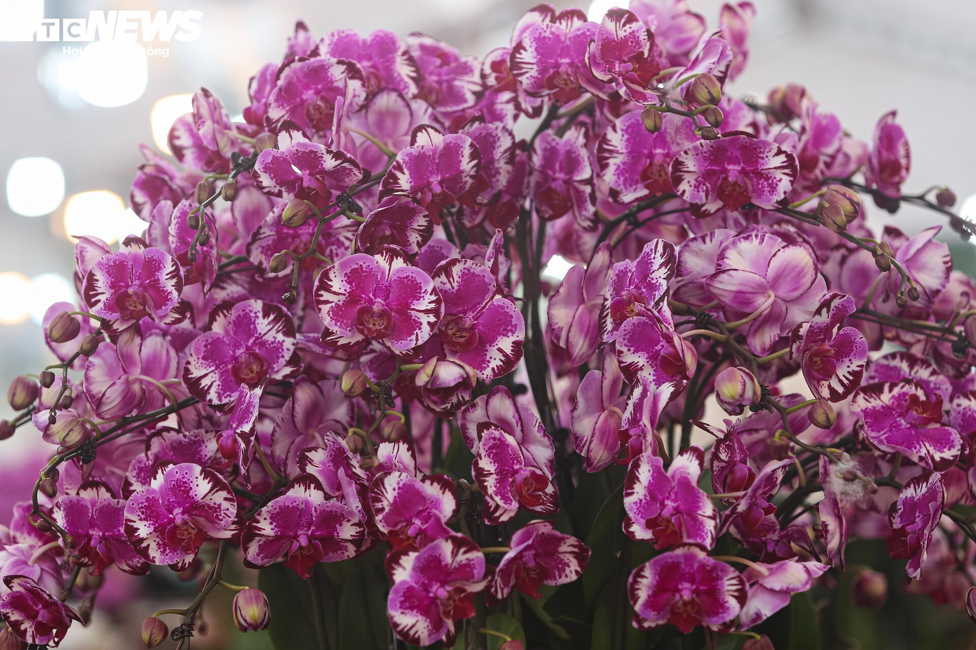 Lan hồ điệp đủ loại khoe sắc, người Hà Nội xuống tiền triệu mua hoa - Ảnh 13.