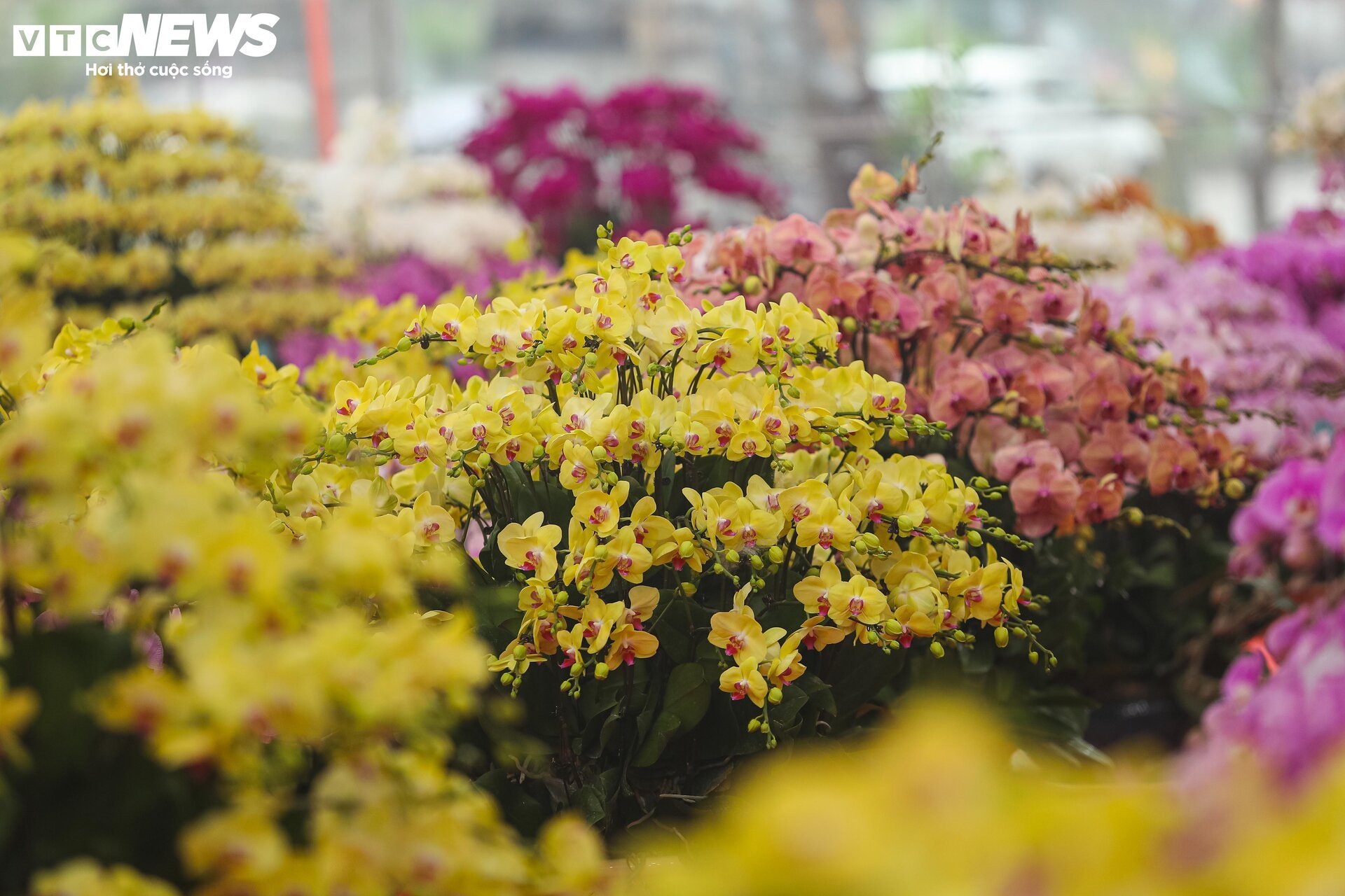 Lan hồ điệp đủ loại khoe sắc, người Hà Nội xuống tiền triệu mua hoa - Ảnh 4.