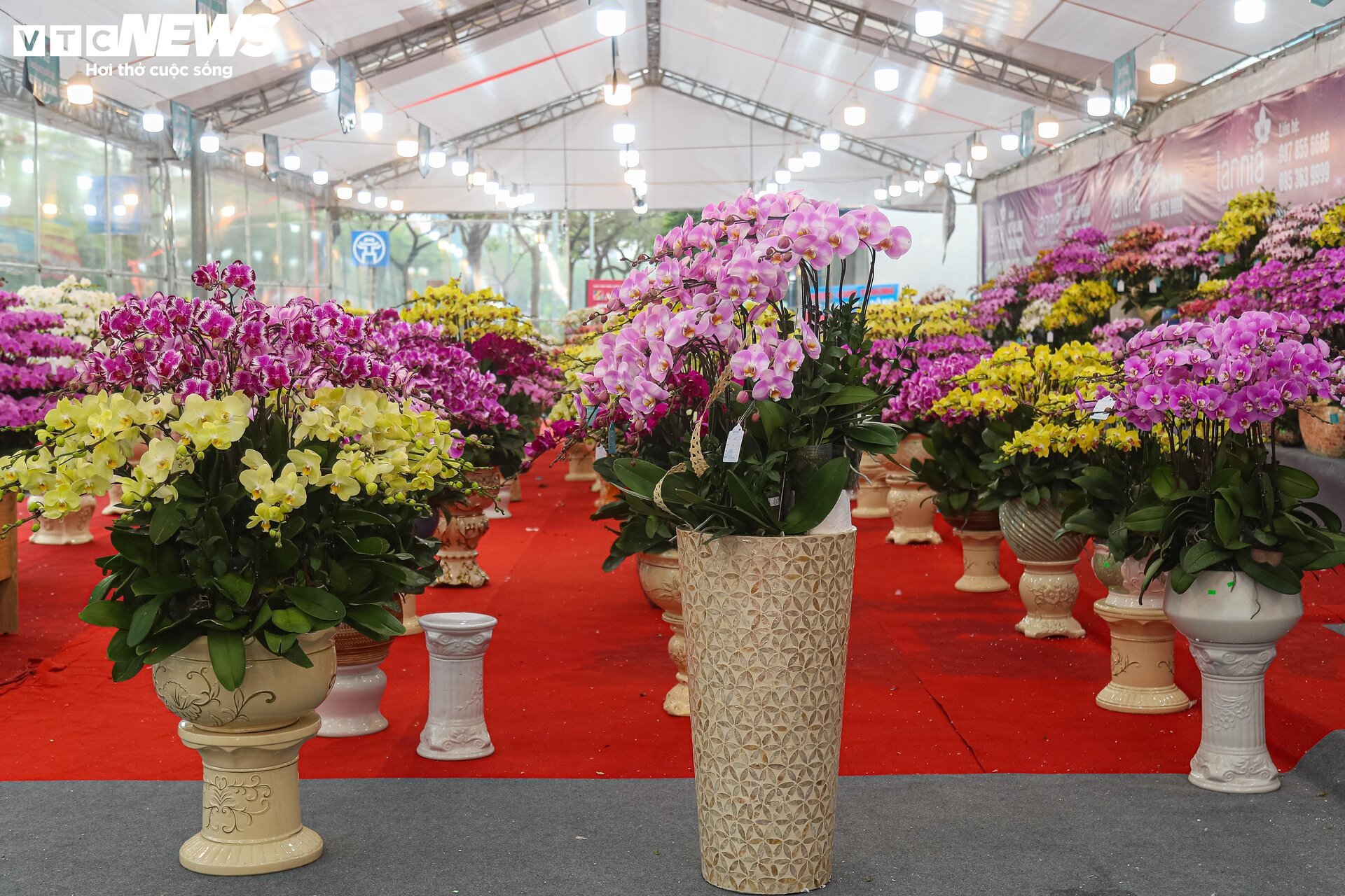 Lan hồ điệp đủ loại khoe sắc, người Hà Nội xuống tiền triệu mua hoa - Ảnh 3.