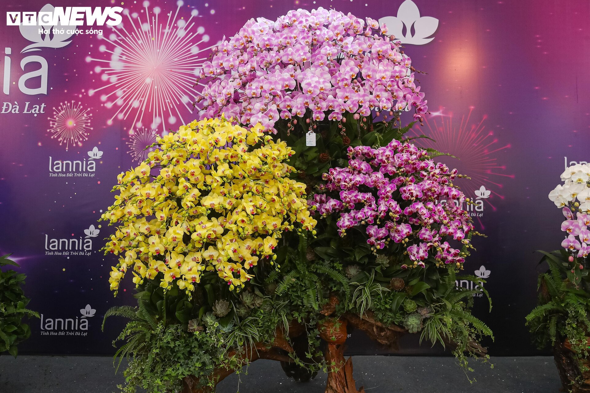 Lan hồ điệp đủ loại khoe sắc, người Hà Nội xuống tiền triệu mua hoa - Ảnh 9.