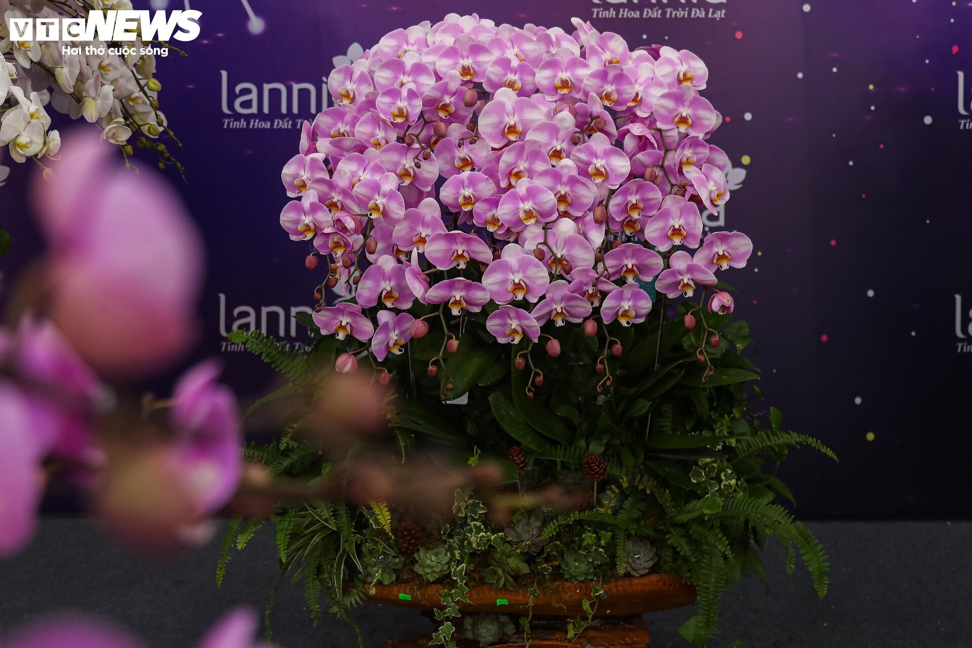Lan hồ điệp đủ loại khoe sắc, người Hà Nội xuống tiền triệu mua hoa - Ảnh 6.