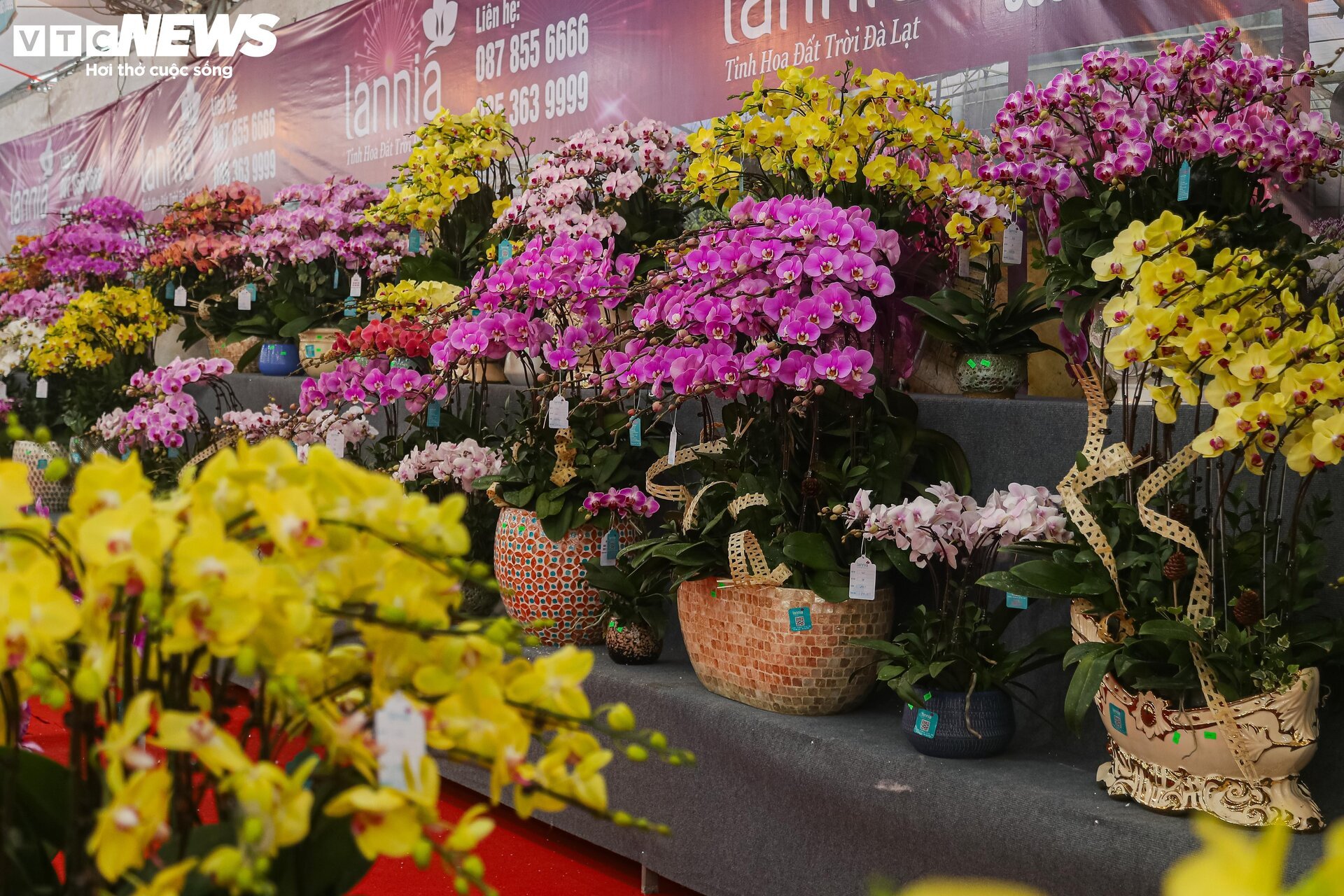 Lan hồ điệp đủ loại khoe sắc, người Hà Nội xuống tiền triệu mua hoa - Ảnh 1.