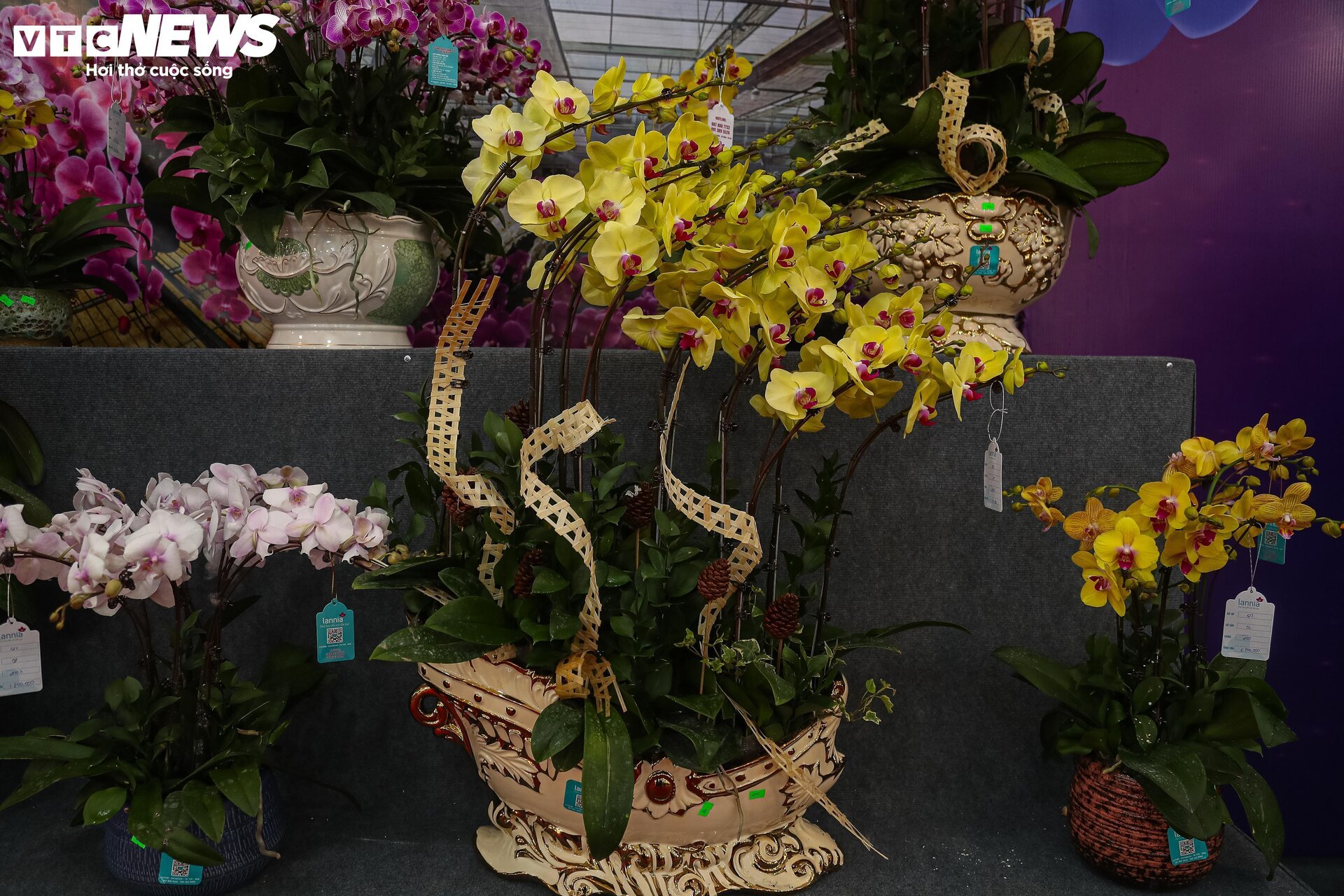 Lan hồ điệp đủ loại khoe sắc, người Hà Nội xuống tiền triệu mua hoa - Ảnh 8.