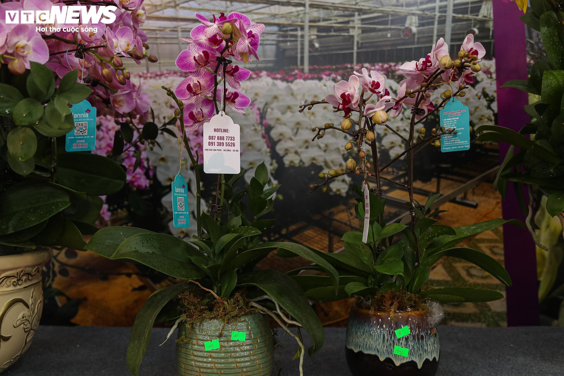 Lan hồ điệp đủ loại khoe sắc, người Hà Nội xuống tiền triệu mua hoa - Ảnh 7.