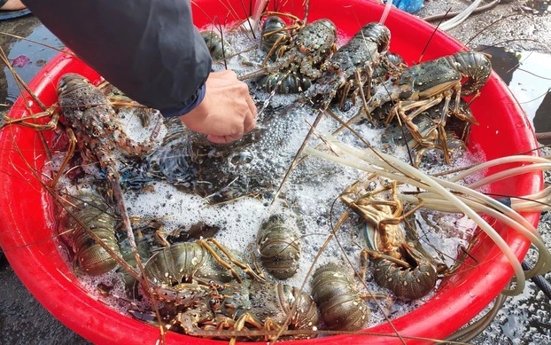 Vì sao Việt Nam mạnh tay chi hơn 500 triệu USD để nhập mặt hàng nước ta xuất khẩu top đầu thế giới? - Ảnh 2.