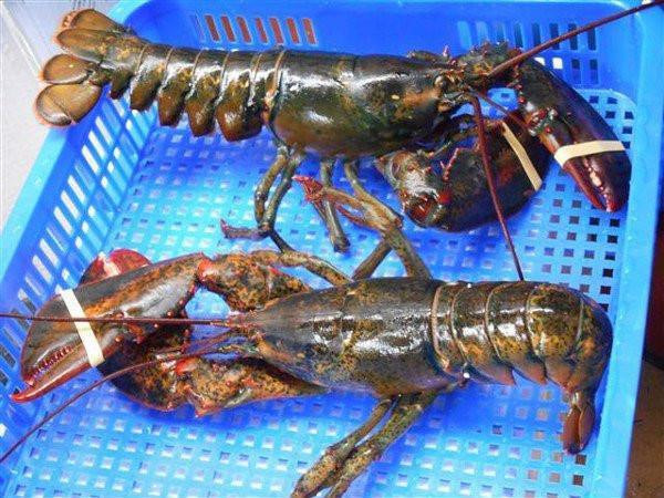 Vì sao Việt Nam mạnh tay chi hơn 500 triệu USD để nhập mặt hàng nước ta xuất khẩu top đầu thế giới? - Ảnh 3.