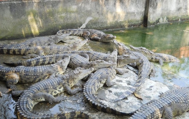 Sắp xuất khẩu cá sấu Việt Nam sang Trung Quốc - Ảnh 1.