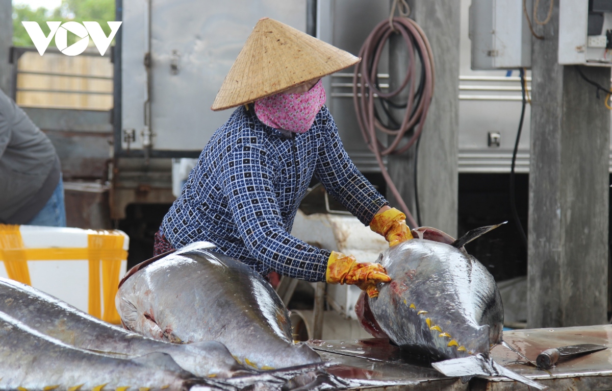 Hình ảnh ngư dân Bình Định trúng cá ngừ chuyến biển đầu năm - Ảnh 9.