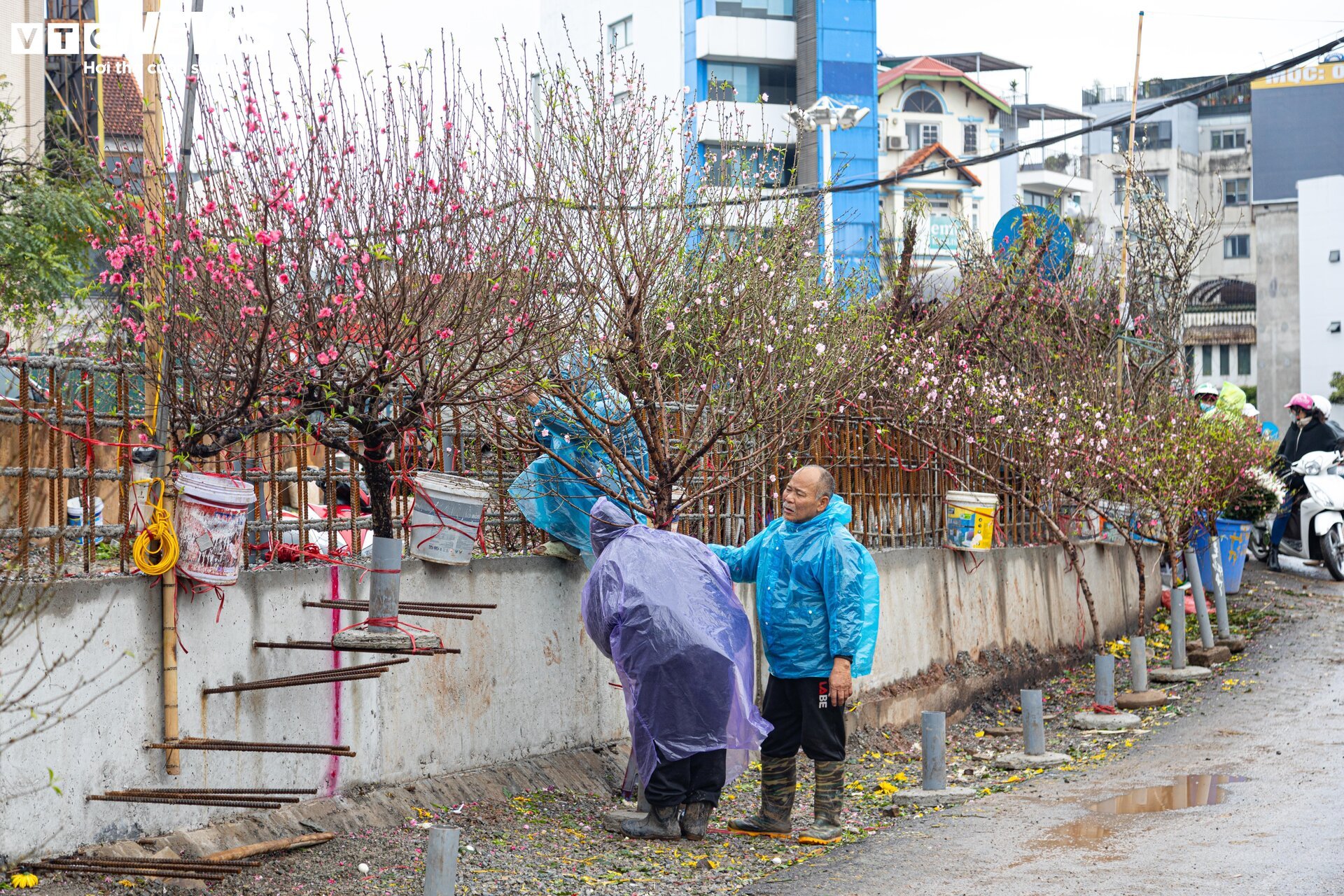 Hà Nội mưa rét đỉnh điểm, người bán 'ôm' cây cảnh Tết, sốt ruột chờ khách mua - Ảnh 6.