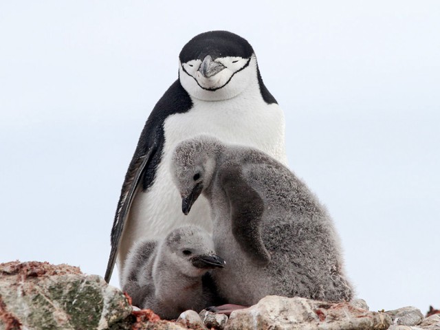 Chim cánh cụt Chinstrap ngủ 10.000 lần mỗi ngày và giấc ngủ ngắn nhất chỉ 4 giây! - Ảnh 2.