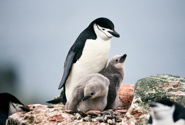 Chim cánh cụt Chinstrap ngủ 10.000 lần mỗi ngày và giấc ngủ ngắn nhất chỉ 4 giây! - Ảnh 1.