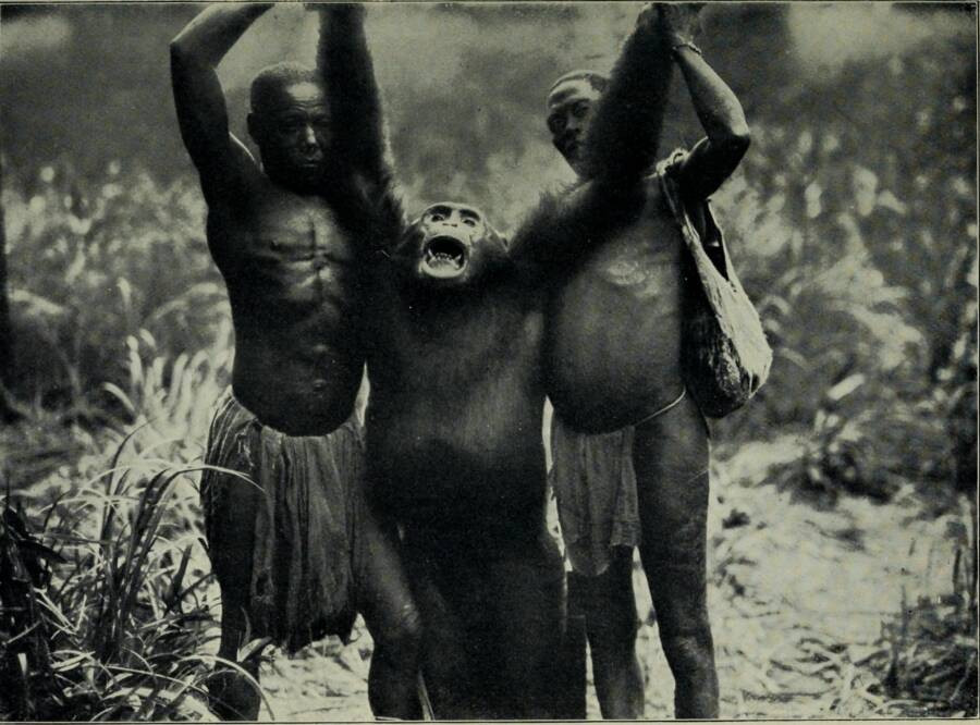 Bí ẩn về loài khỉ Bondo có thể ăn thịt sư tử châu Phi - Ảnh 1.