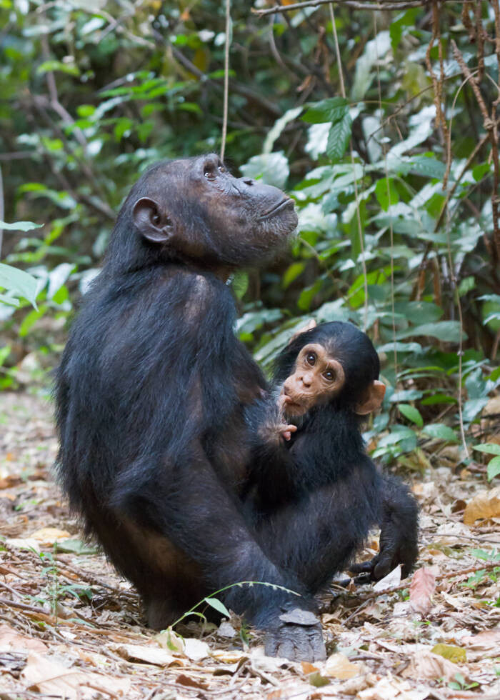 Bí ẩn về loài khỉ Bondo có thể ăn thịt sư tử châu Phi - Ảnh 5.