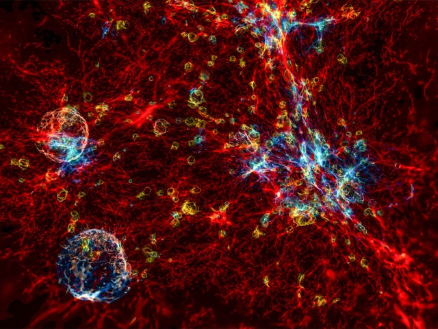 Chúng ta là các tế bào thần kinh của vũ trụ: Một lý thuyết sáng tạo tiết lộ những bí ẩn của vũ trụ và bộ não - Ảnh 1.