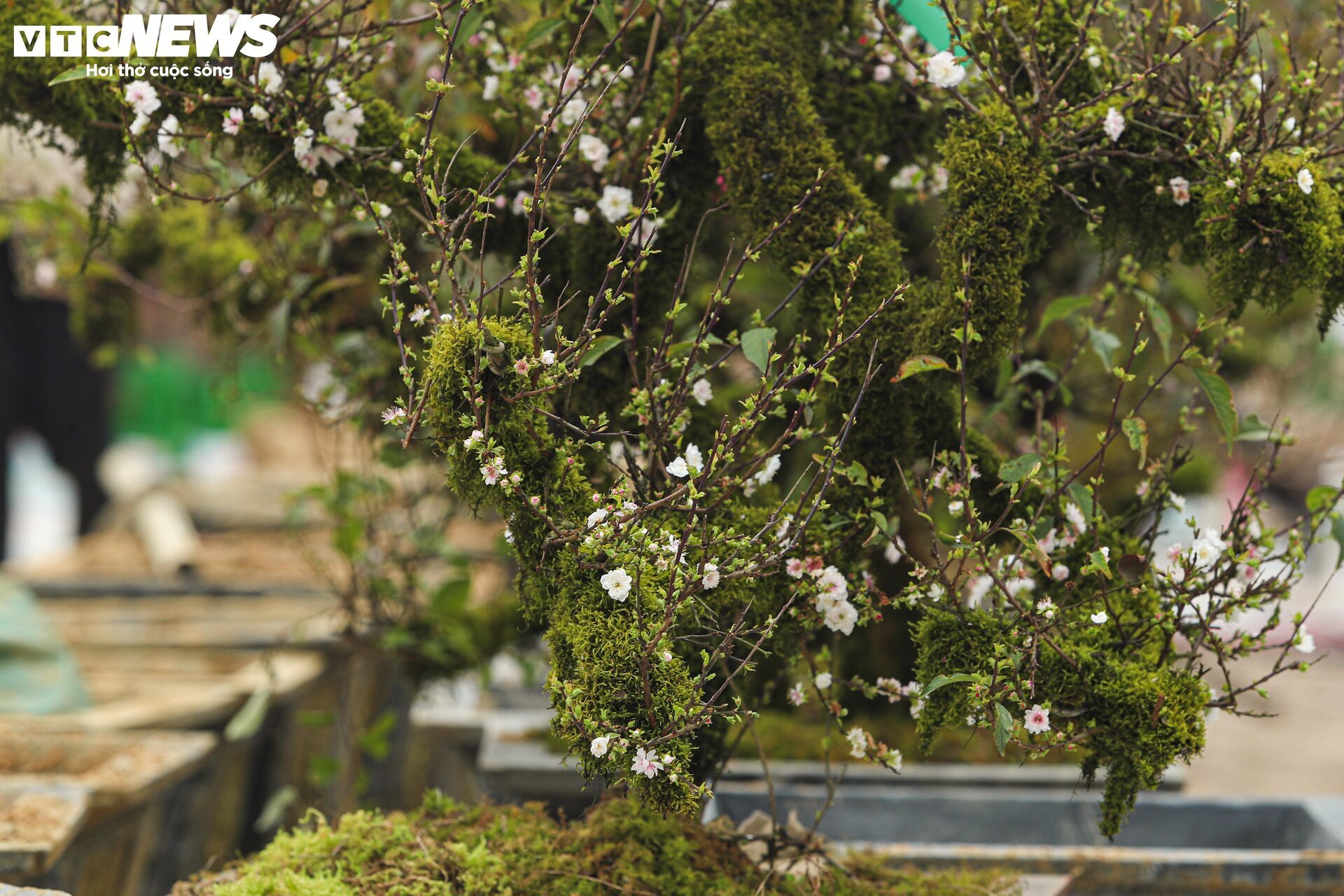 Nhất chi mai khoe sắc tinh khôi, giá chục triệu đồng vẫn hút khách - Ảnh 7.