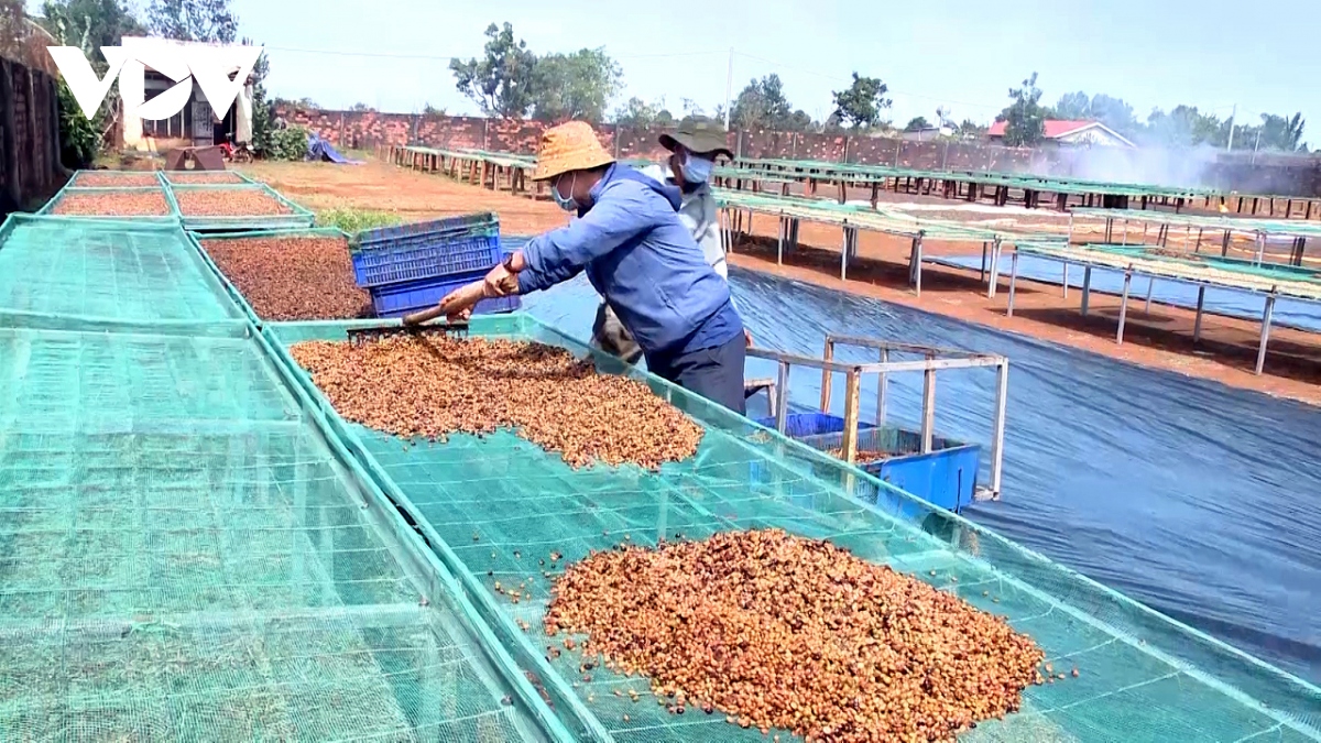 Giá cà phê lên xuống thất thường làm khó người trồng và kinh doanh ở Đắk Lắk - Ảnh 2.