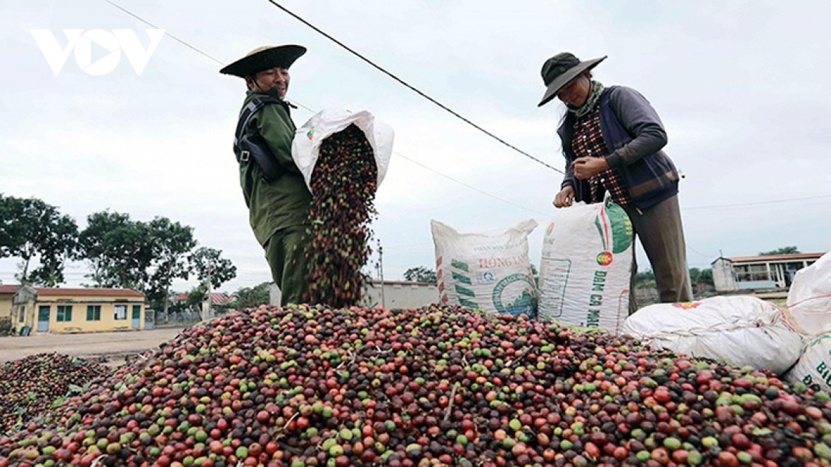 Giá cà phê lên xuống thất thường làm khó người trồng và kinh doanh ở Đắk Lắk - Ảnh 1.