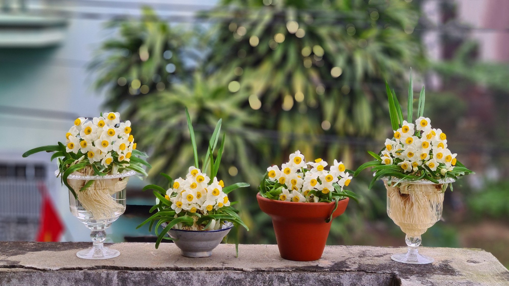 4 loại hoa vô cùng thích hợp để trồng trong nhà dịp Tết Nguyên đán- Ảnh 3.