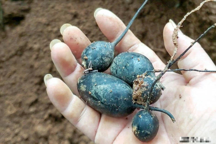 Lên núi hái măng, lão nông phát hiện vật thể vừa đen, vừa mềm: Chuyên gia yêu cầu phong tỏa toàn bộ khu vực - Ảnh 3. Lên núi hái măng, lão nông phát hiện vật thể vừa đen, vừa mềm: Chuyên gia yêu cầu phong tỏa toàn bộ khu vực - Ảnh 3.